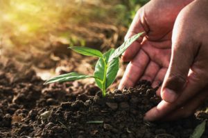 Read more about the article Garantia-Safra: Você sabe como consultar?