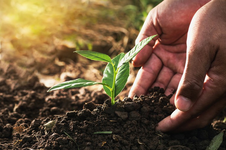 Read more about the article Garantia-Safra: Você sabe como consultar?