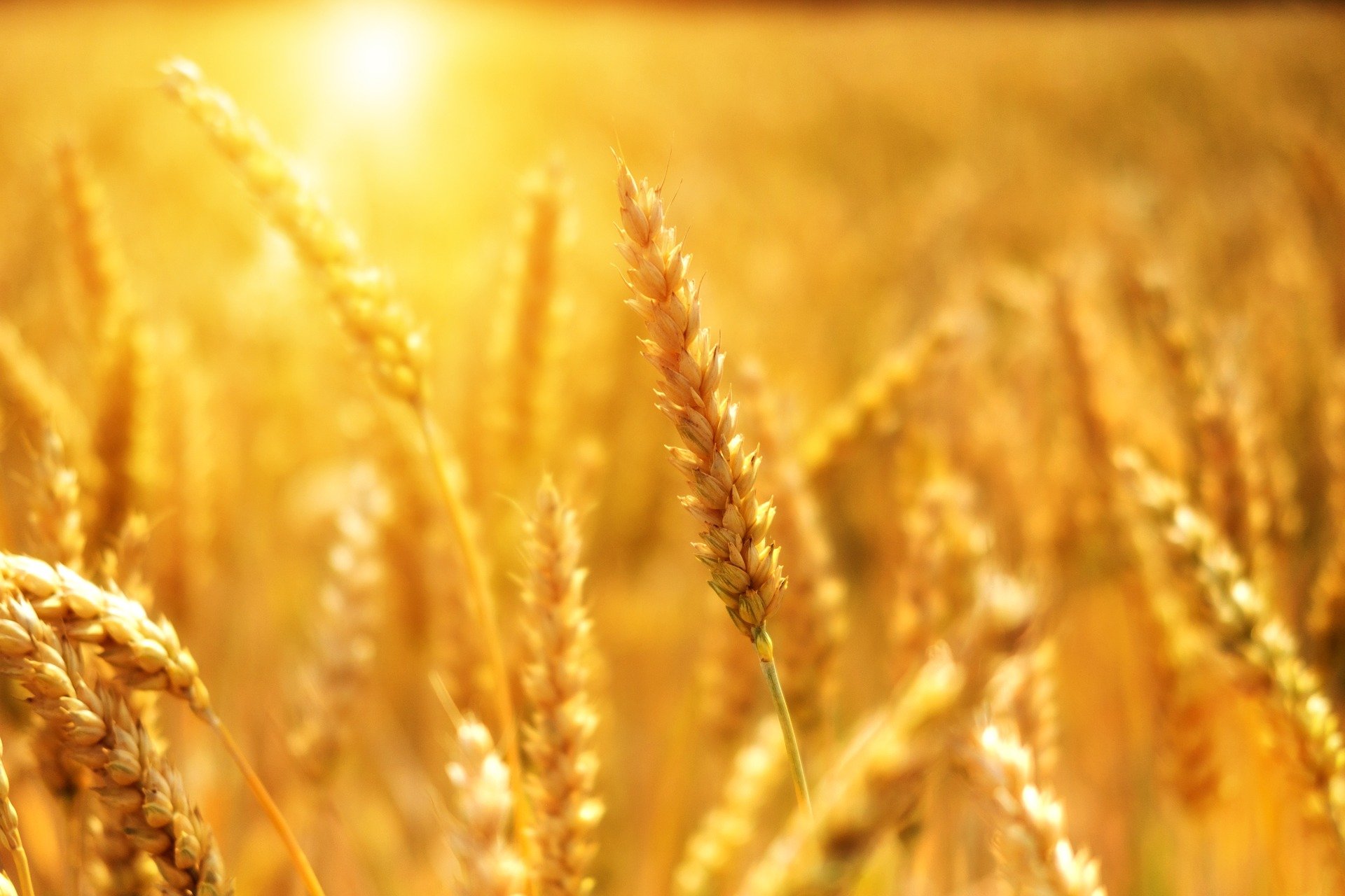 You are currently viewing Agricultura: consulte período de plantio menos arriscado